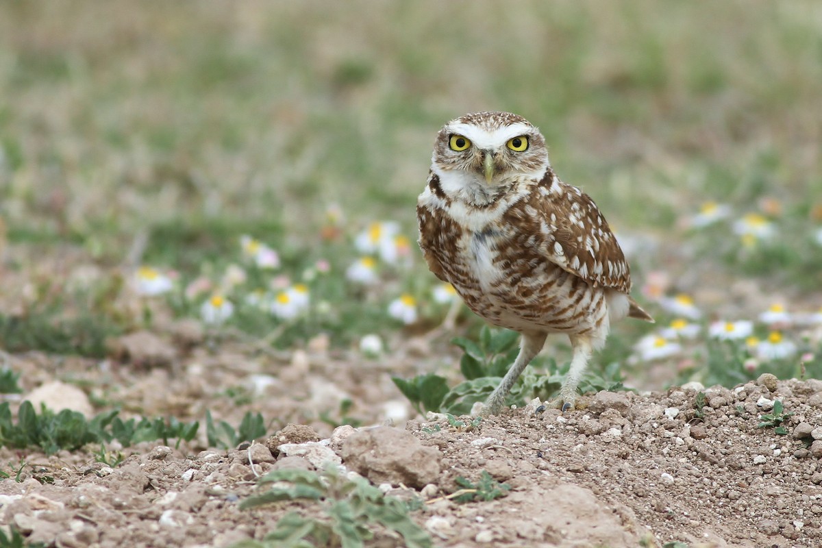 Burrowing Owl - Alex Lamoreaux