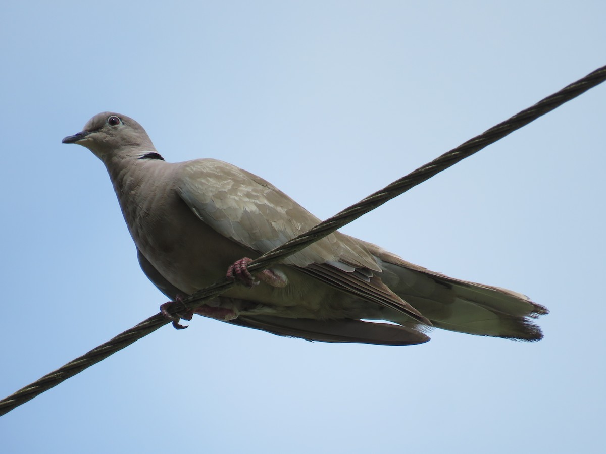 Eurasian Collared-Dove - Ichi Wildlife Tours