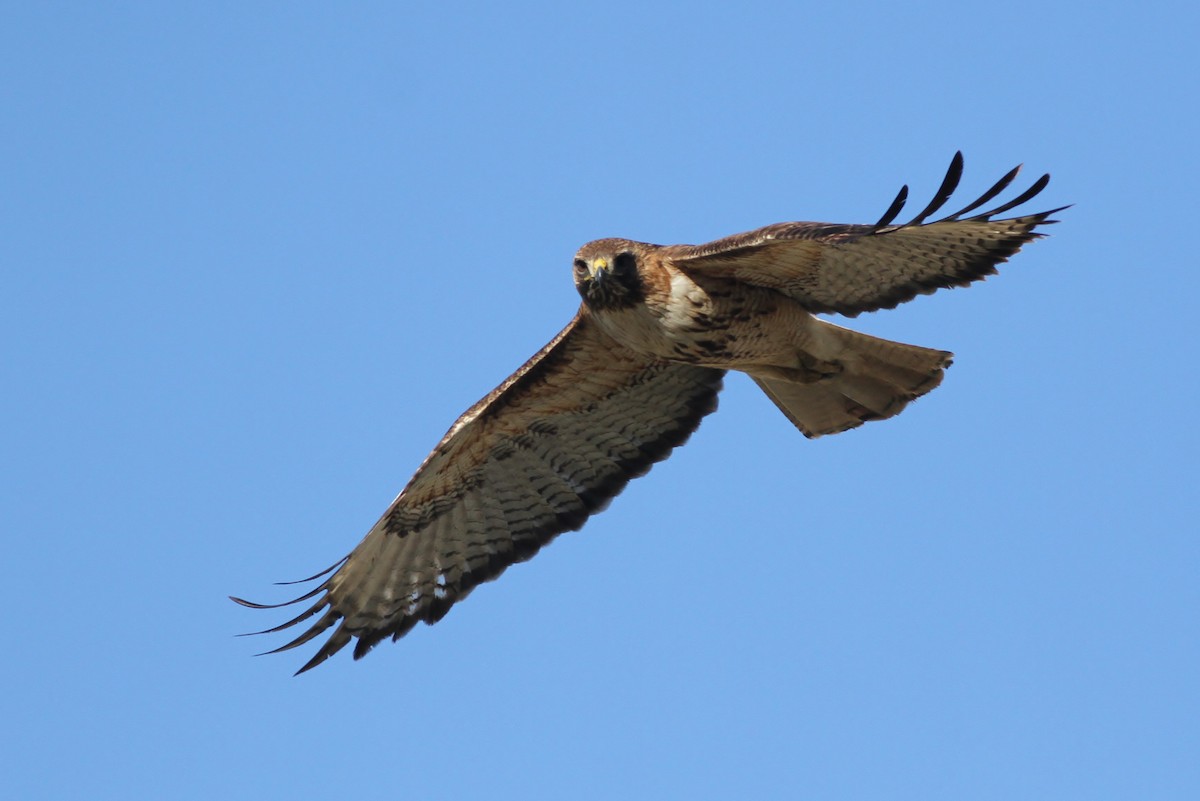 Red-tailed Hawk (calurus/alascensis) - ML65506671