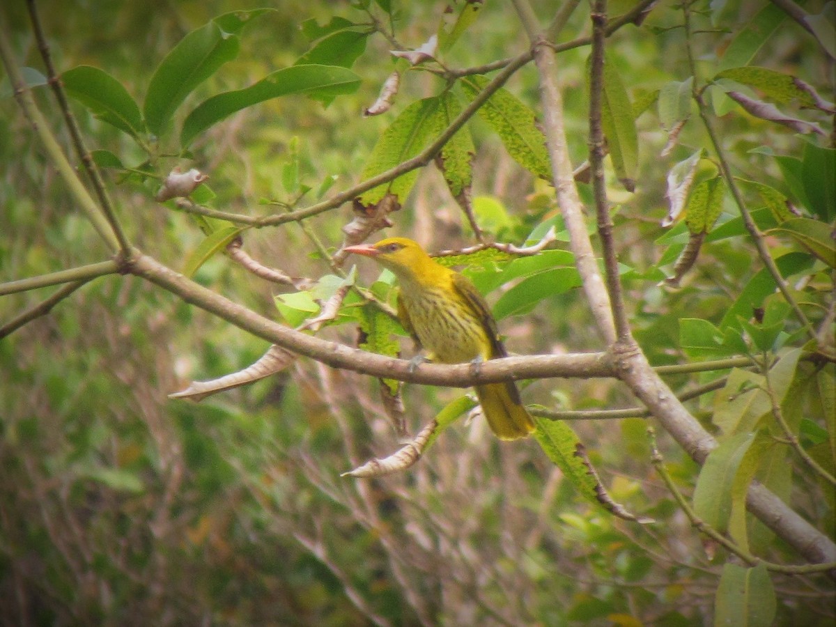 Indian Golden Oriole - ML65509071