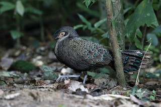  - Malayan Peacock-Pheasant