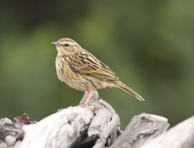 Nilgiri Pipit - eBird