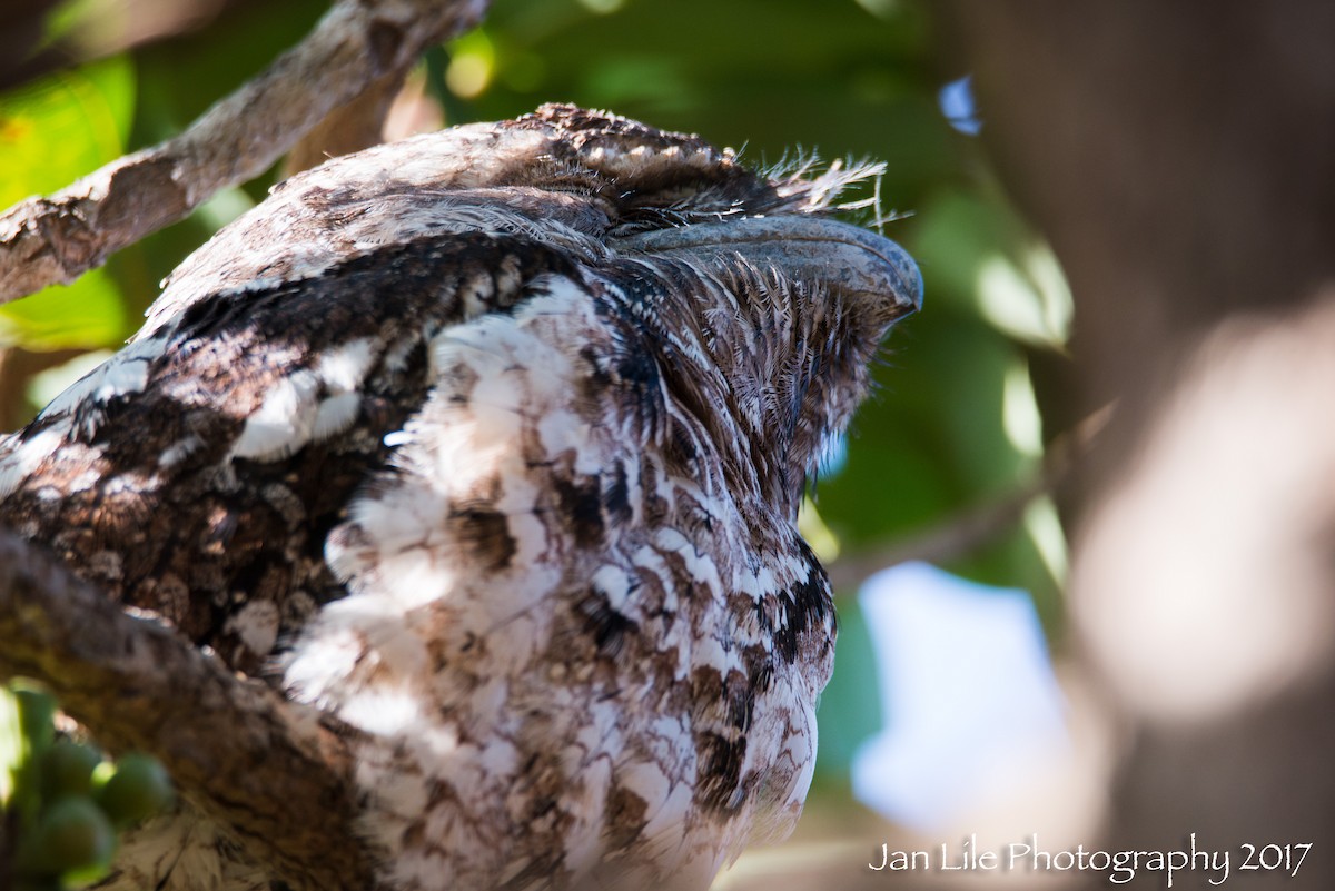 Papuan Frogmouth - ML65512231