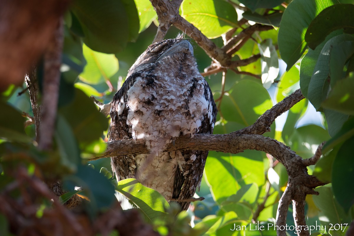Papuan Frogmouth - ML65512241