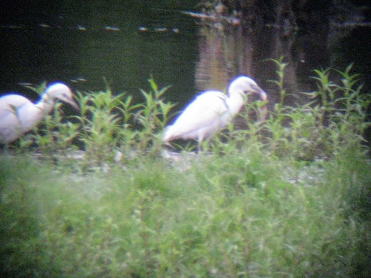eBird Checklist 8 Aug 2017 Green Lane ParkKnight/Deep Creek Lakes