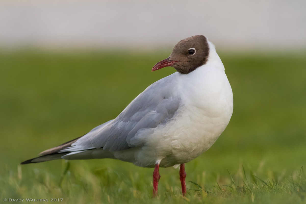 Mouette rieuse - ML65518721