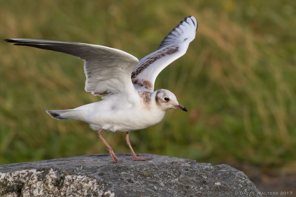 Mouette rieuse - ML65518921
