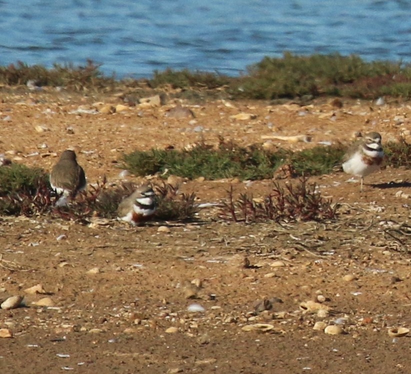 Double-banded Plover - ML65519021