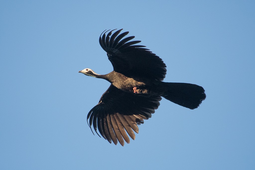 White-throated Piping-Guan - ML65519281