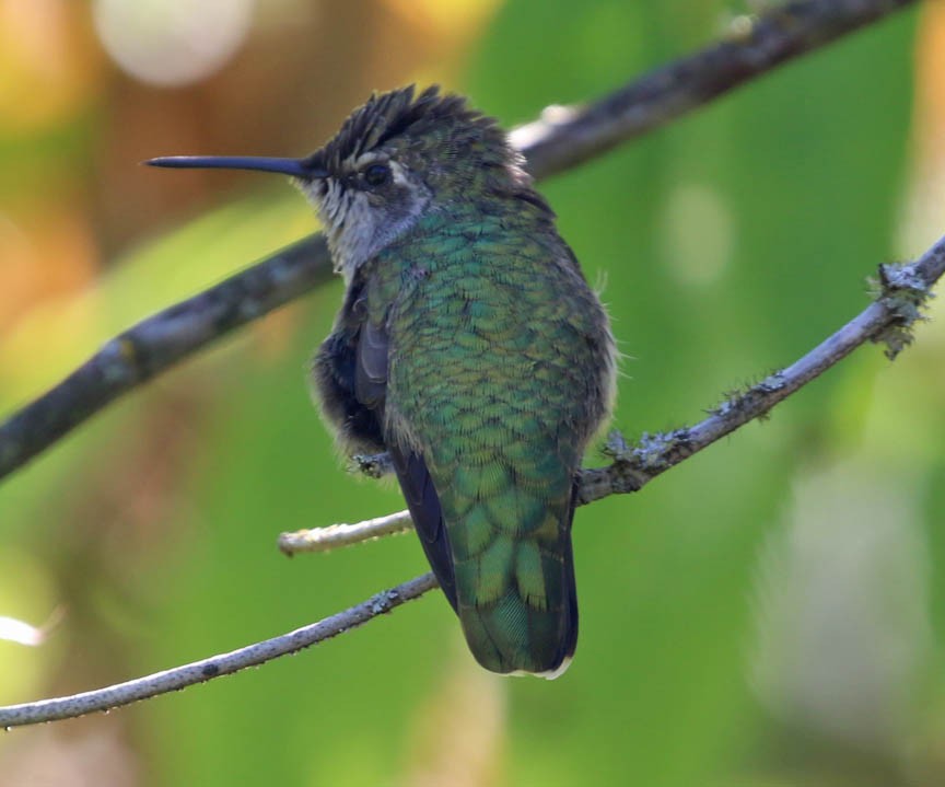 Anna's Hummingbird - ML65520311