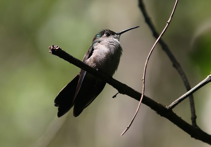 Wedge-tailed Sabrewing (Wedge-tailed) - Amy McAndrews