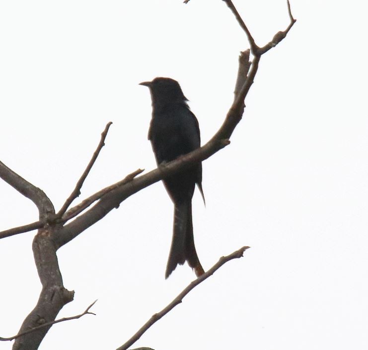 Fork-tailed Drongo-Cuckoo - Gopalakrishna R