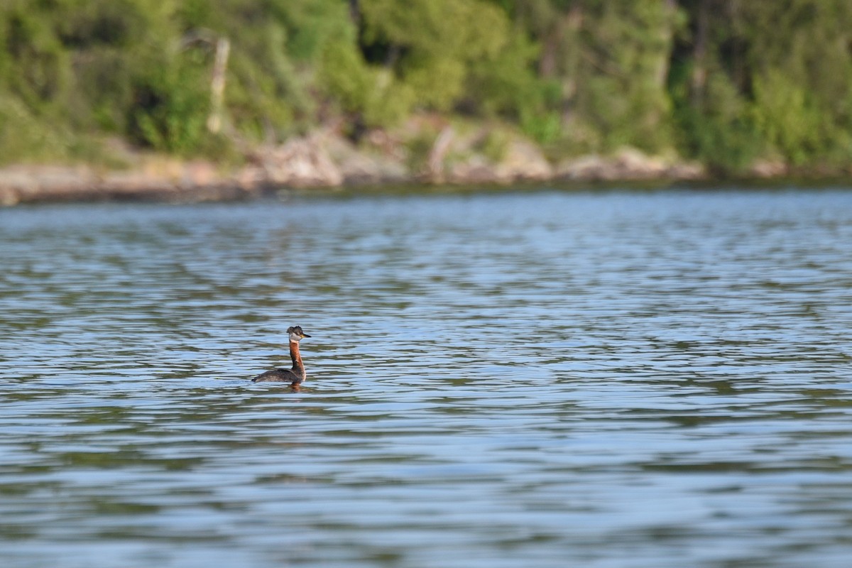 Red-necked Grebe - ML65522301