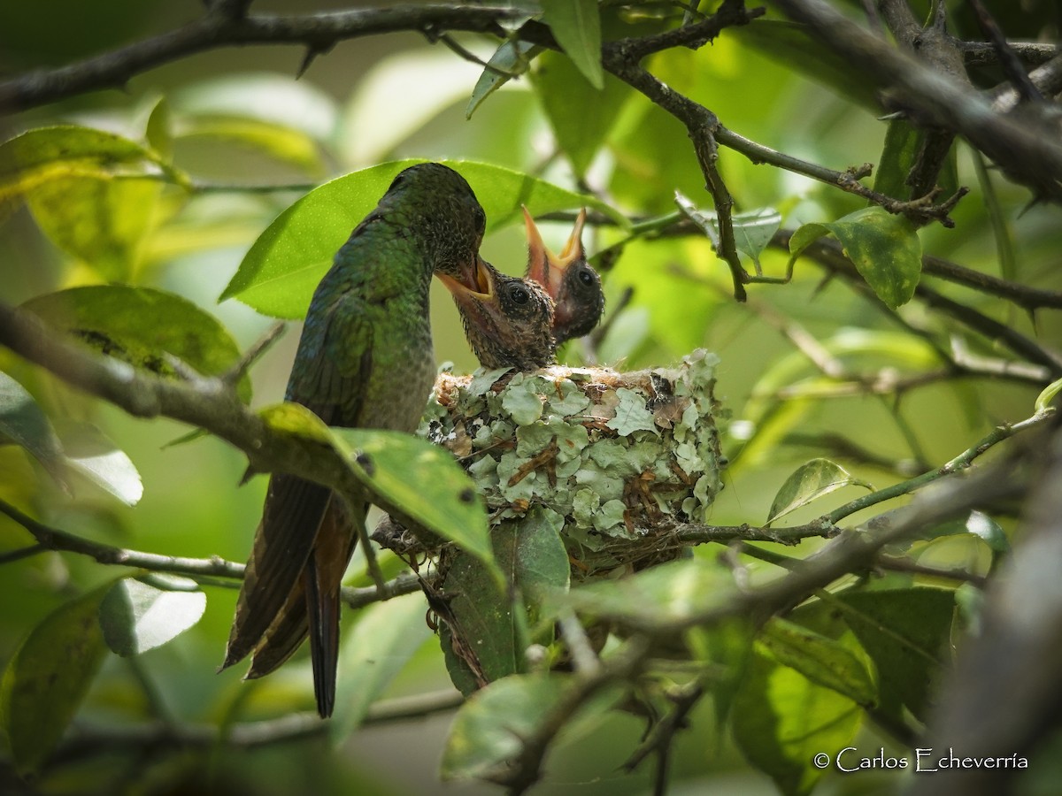 Rufous-tailed Hummingbird - Carlos Echeverría