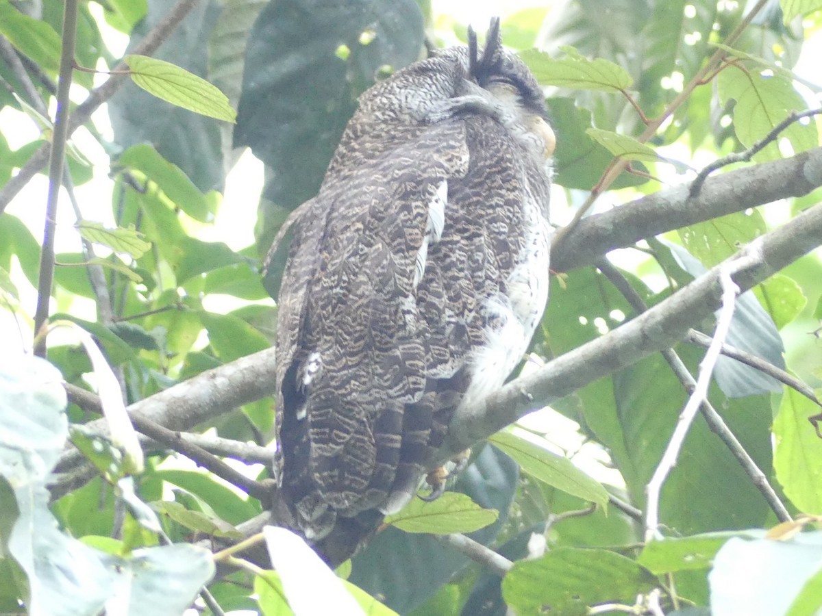 Barred Eagle-Owl - Yeo Yee Ling