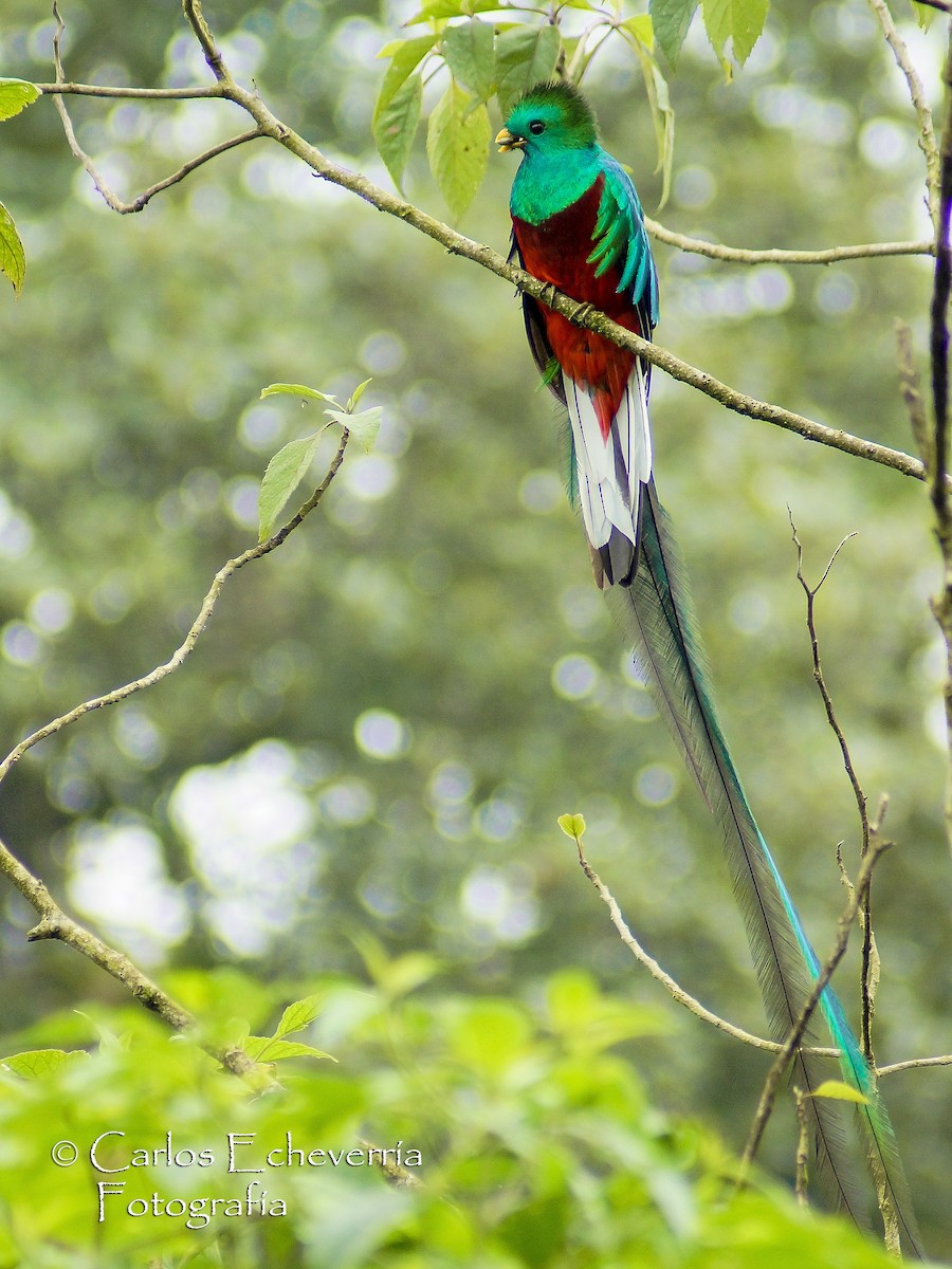 Resplendent Quetzal (Guatemalan) - Carlos Echeverría