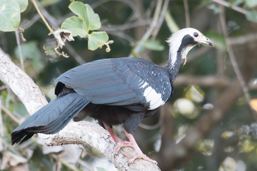 White-throated Piping-Guan - ML65525161