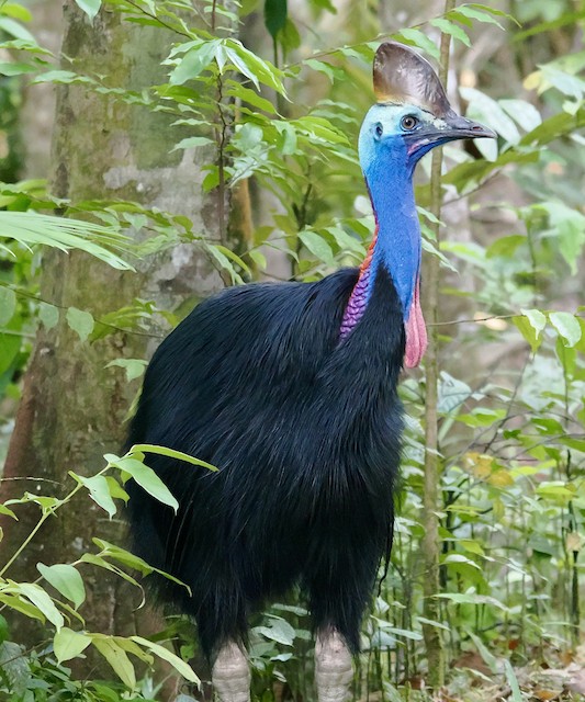 Southern Cassowary (Casuarius casuarius) - Wet Tropics endemic bird, Queensland Australia
