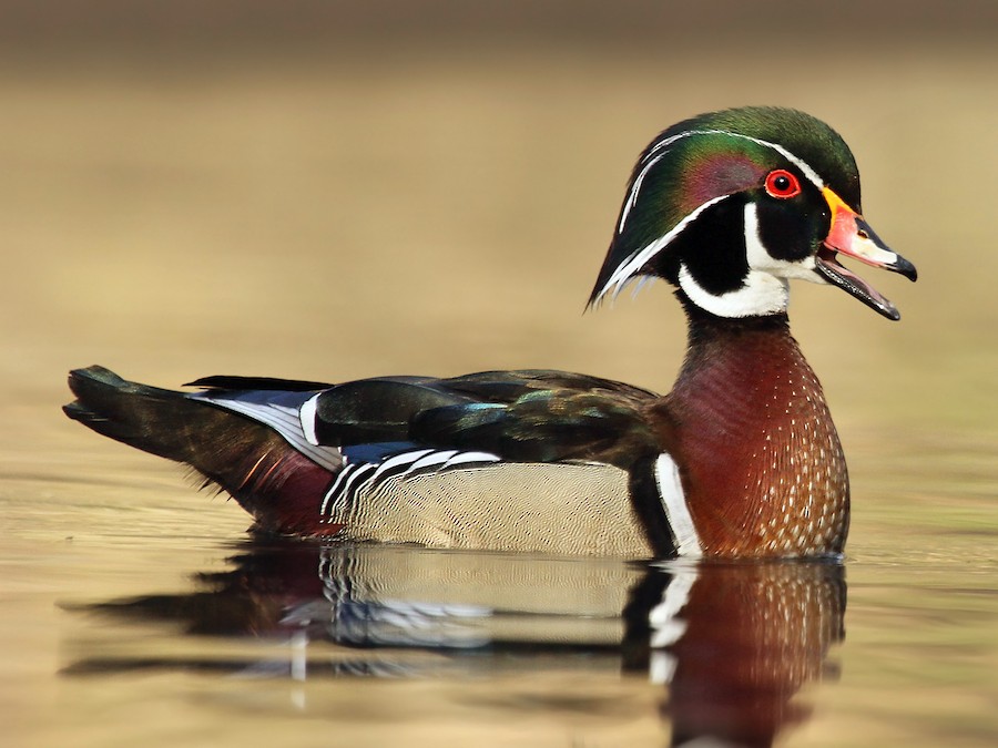 Pato Joyuyo EBird