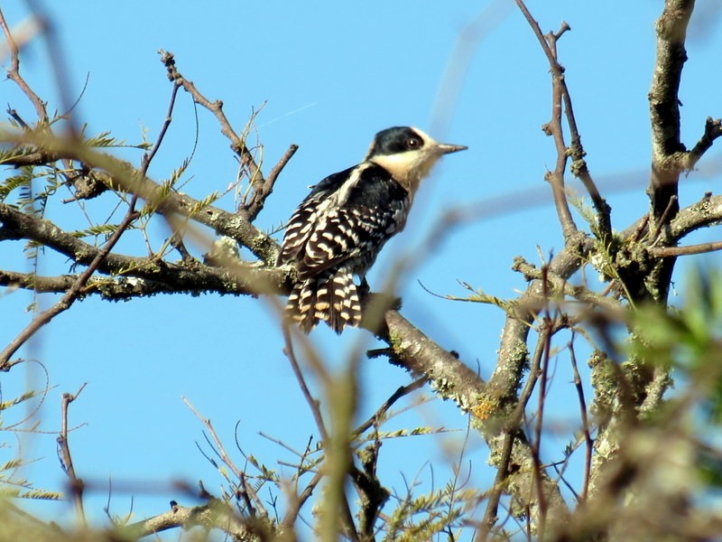 White-fronted Woodpecker - ML65534231