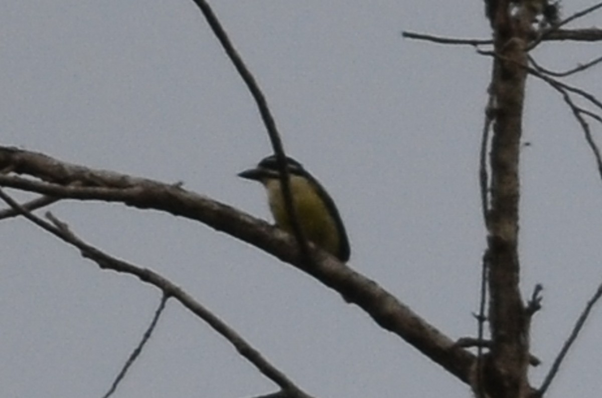 Yellow-rumped Tinkerbird - ML65536541