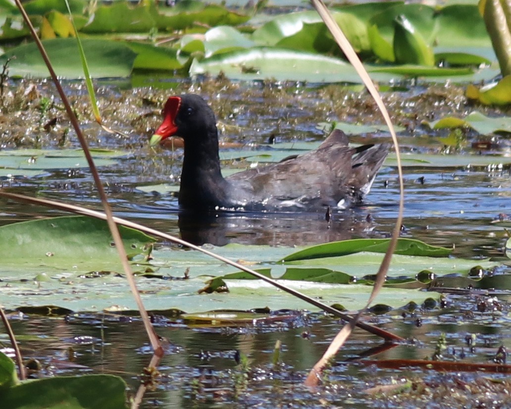 Common Gallinule - Kevin Smith