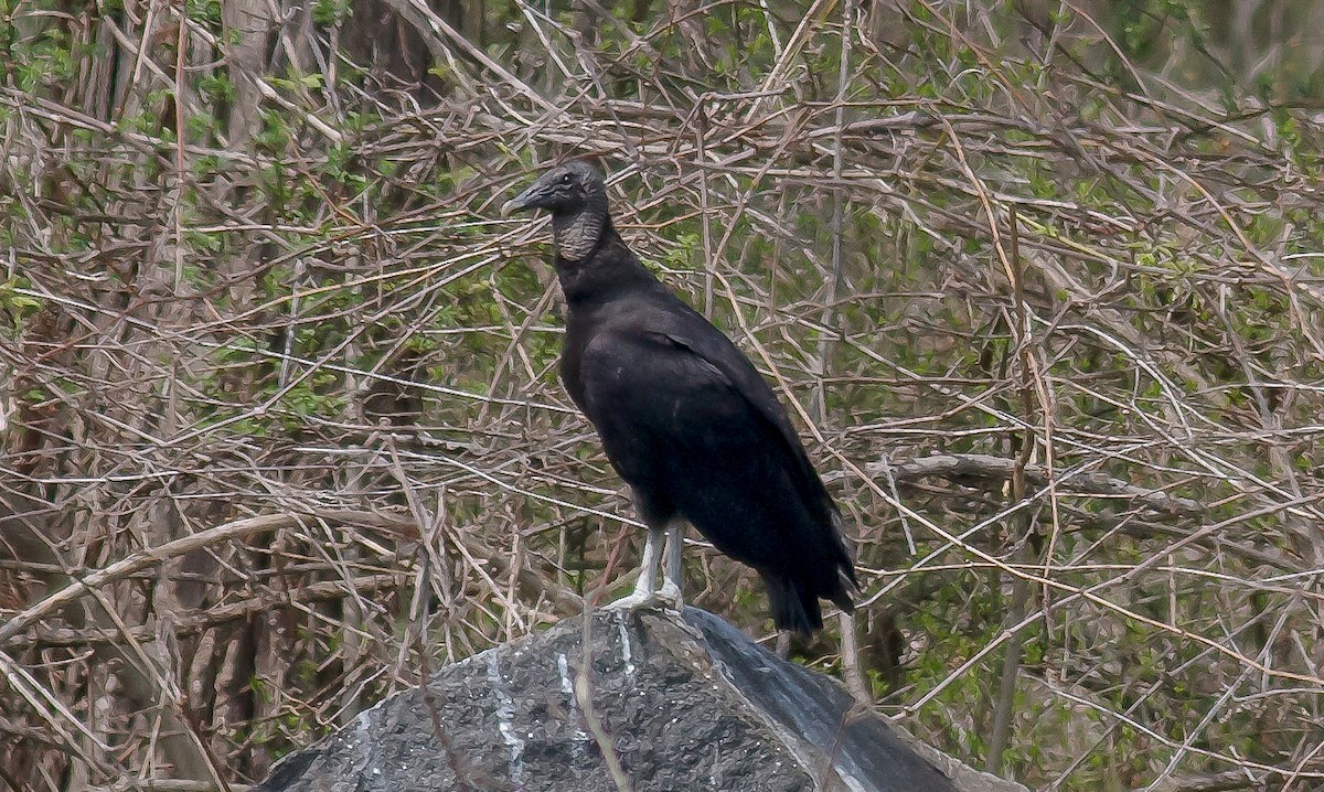 Black Vulture - ML65538971