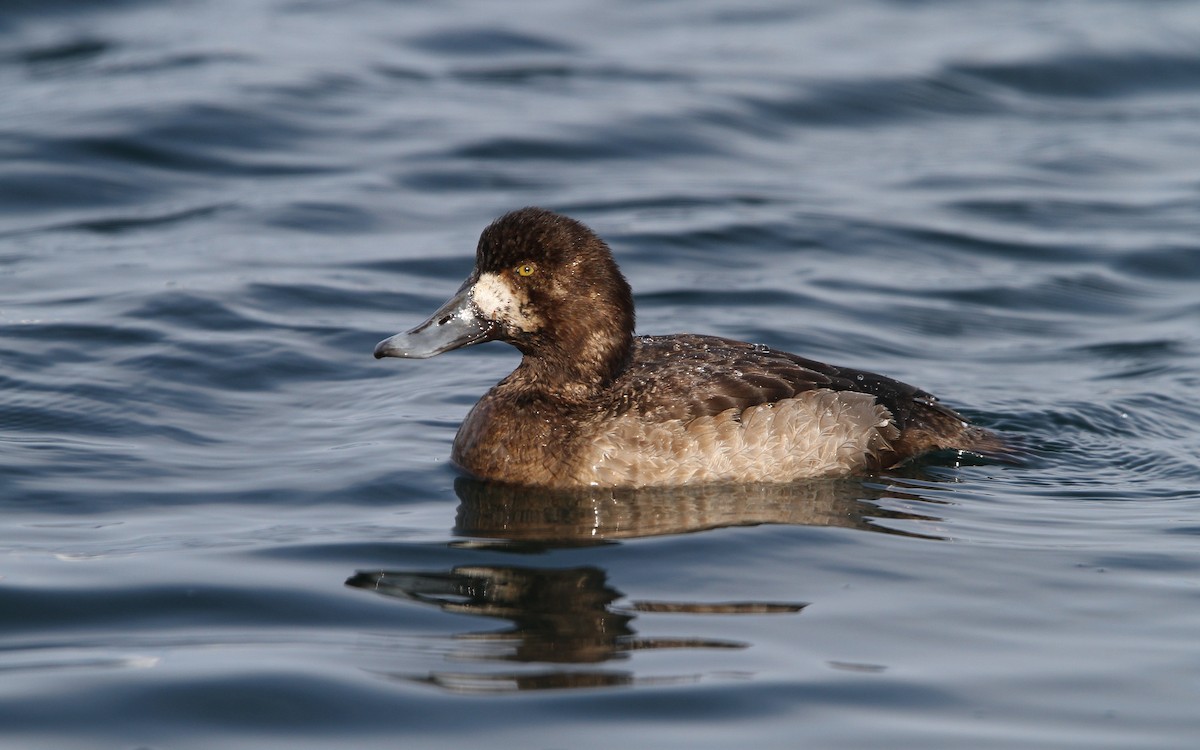 Greater Scaup - Christoph Moning