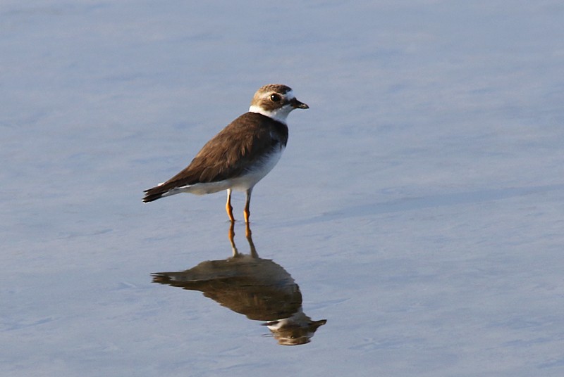 Semipalmated Plover - ML65542301