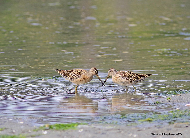 Short-billed Dowitcher - Marie O'Shaughnessy
