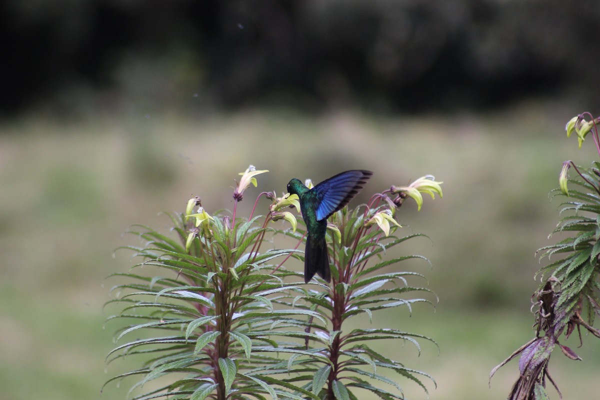 kolibřík modrokřídlý - ML65545611