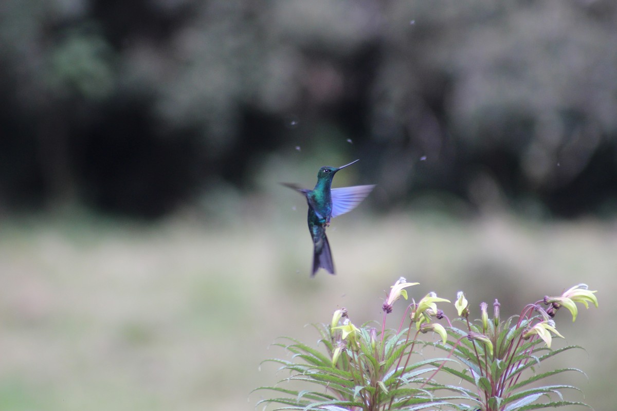 kolibřík modrokřídlý - ML65545631