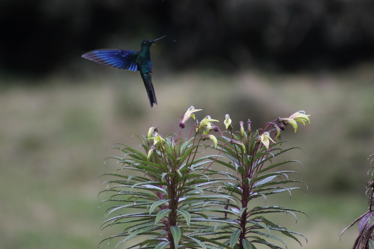 kolibřík modrokřídlý - ML65545641