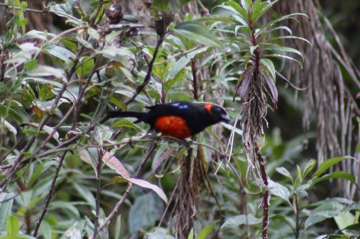 Scarlet-bellied Mountain Tanager - ML65546661