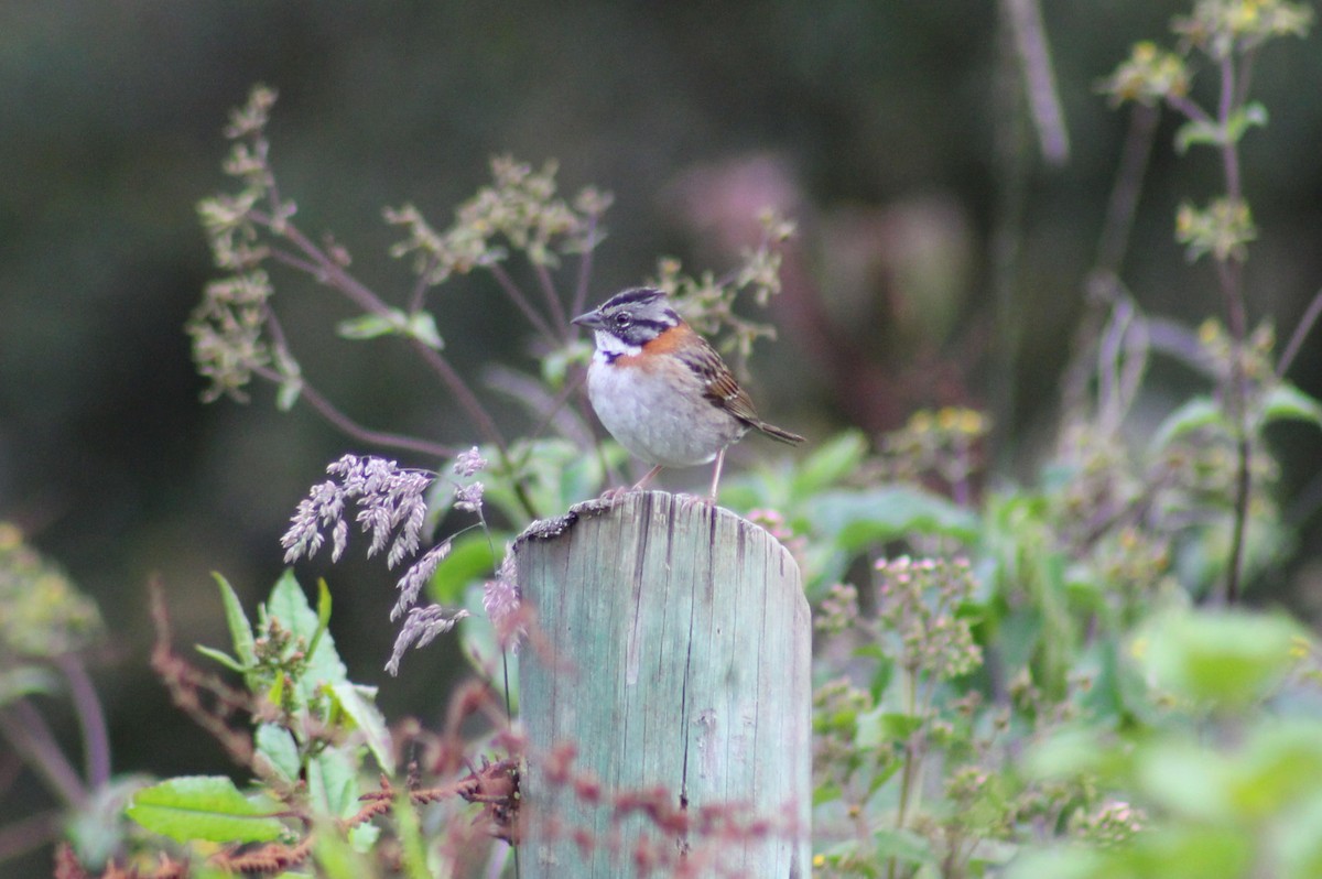 Rufous-collared Sparrow - Ty Sharrow