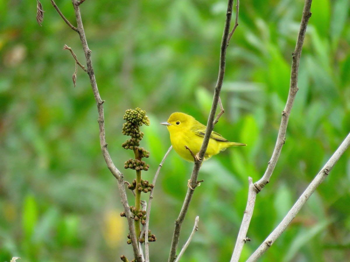 Yellow Warbler (Northern) - John van Dort