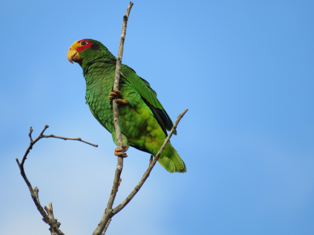 Yellow-lored Parrot - Ichi Wildlife Tours