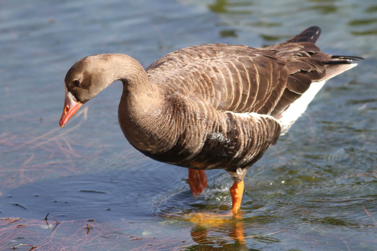 Greater White-fronted Goose - ML65551961