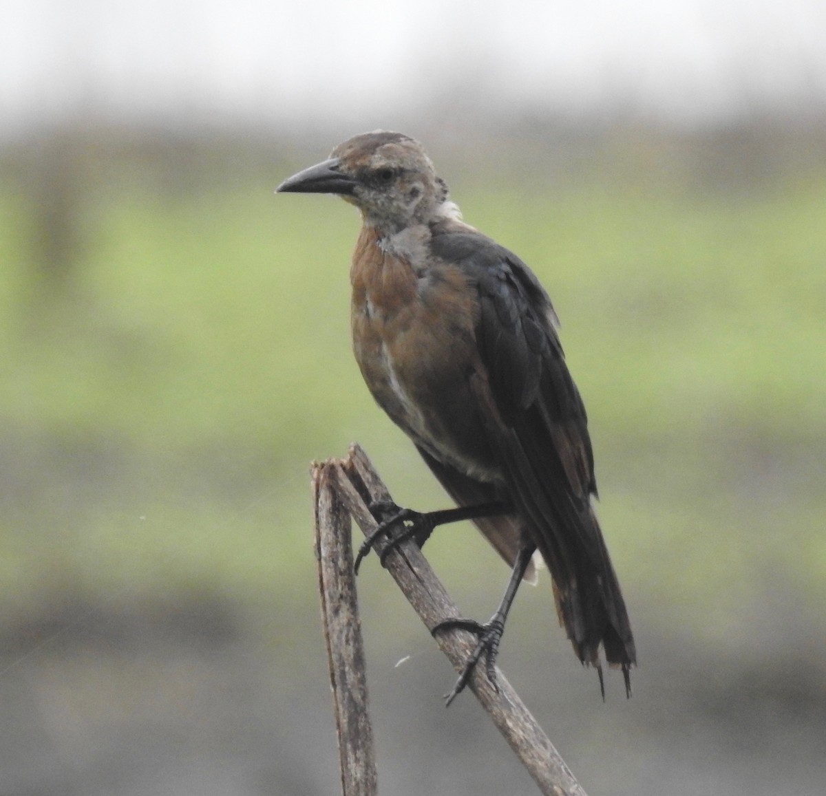 Great-tailed Grackle - ML65552391