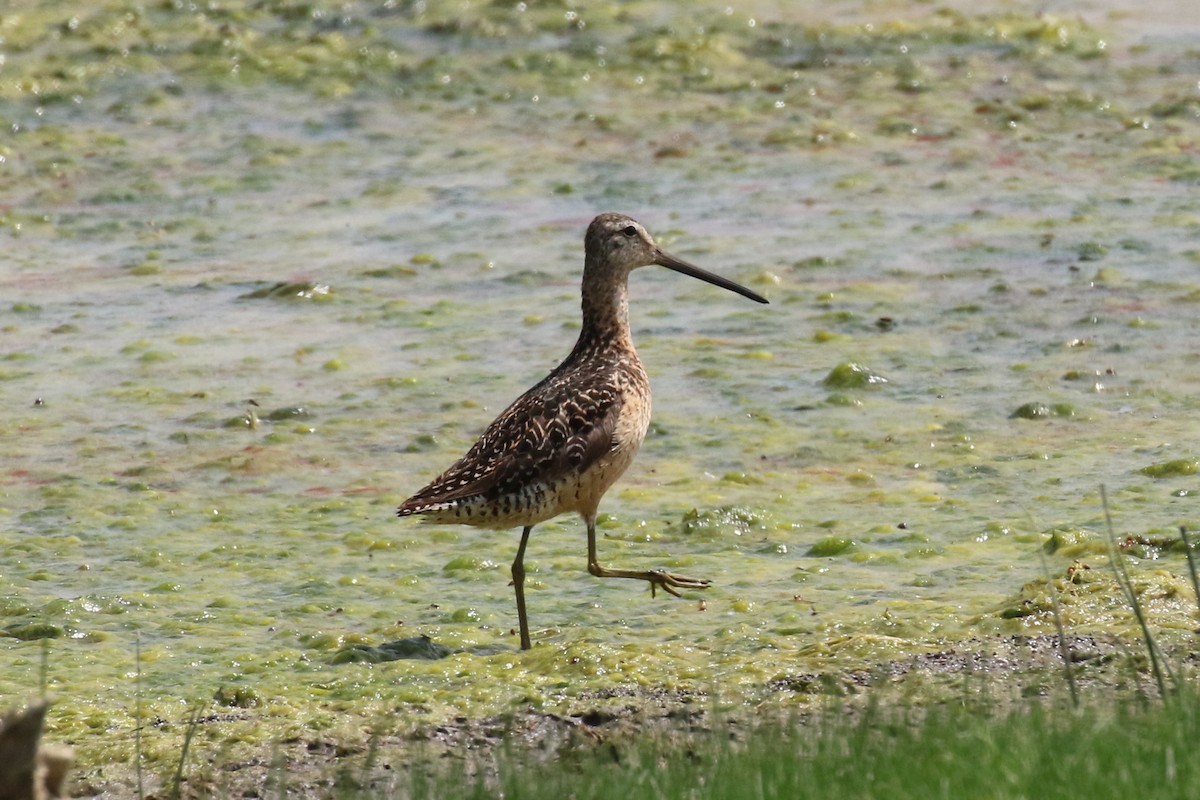Long-billed Dowitcher - ML65554111