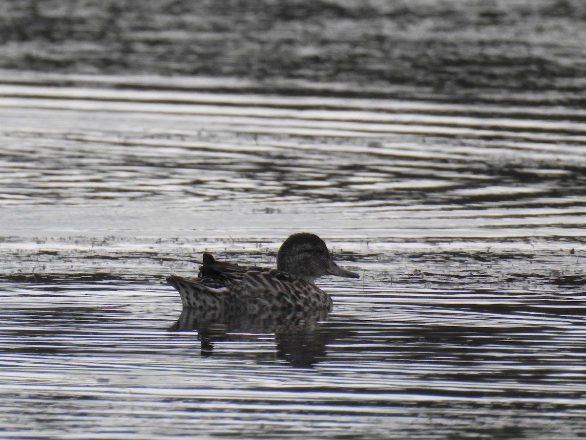 Green-winged Teal - ML65556011