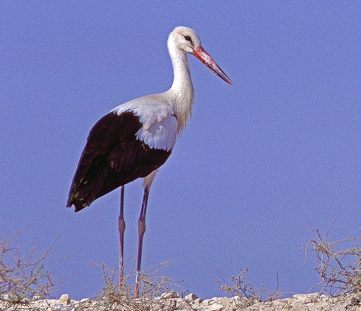 White Stork - Cliff Peterson