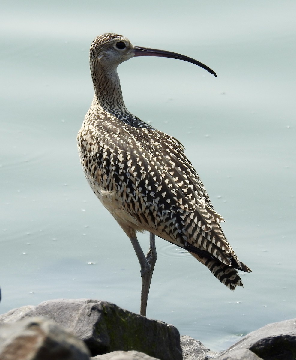 Long-billed Curlew - ML65561331