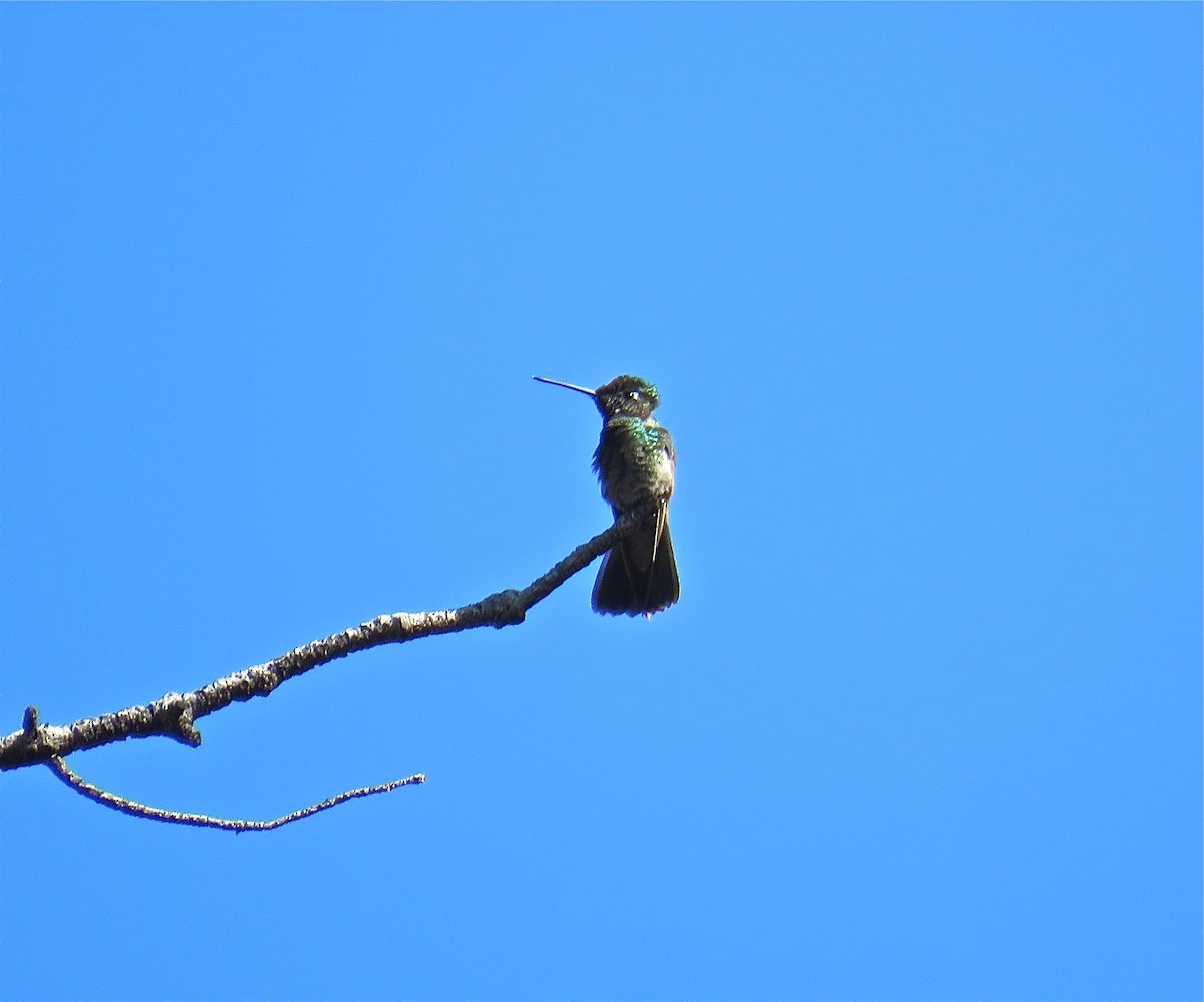 Rivoli's Hummingbird - Roy Netherton