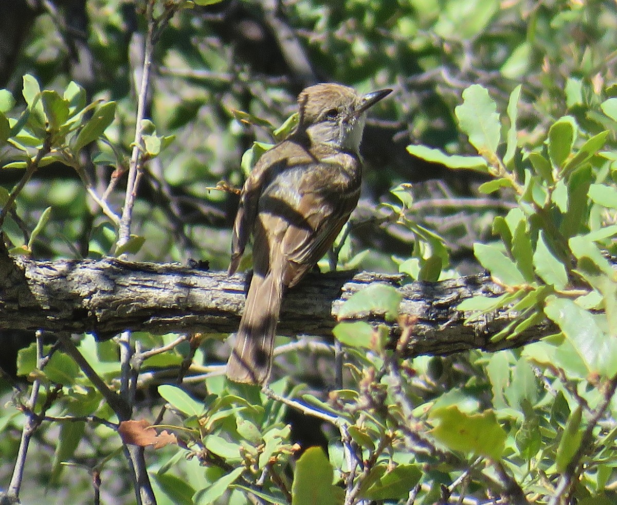 Brown-crested Flycatcher - Roy Netherton
