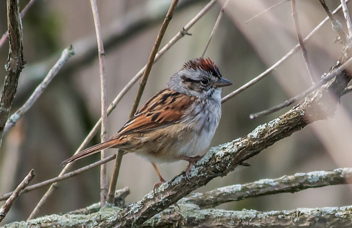 Swamp Sparrow - ML65564881