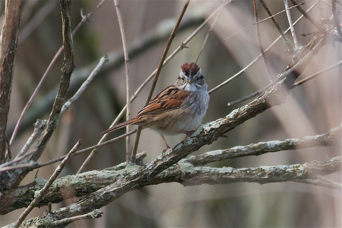 Swamp Sparrow - ML65564891