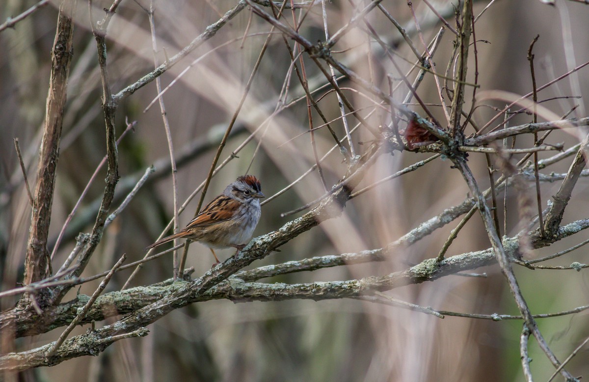 Swamp Sparrow - ML65564901