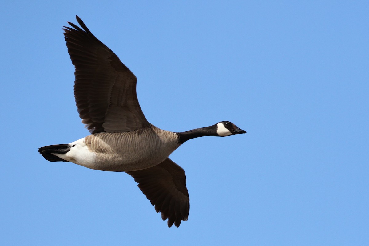 Cackling Goose (Taverner's) - ML65565901