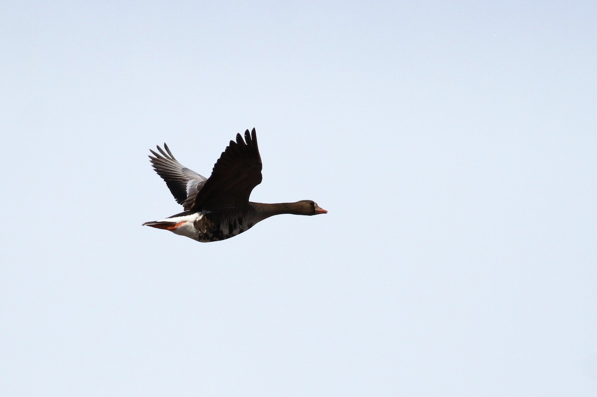 Greater White-fronted Goose (Western) - ML65565921